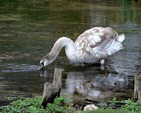 mute swan